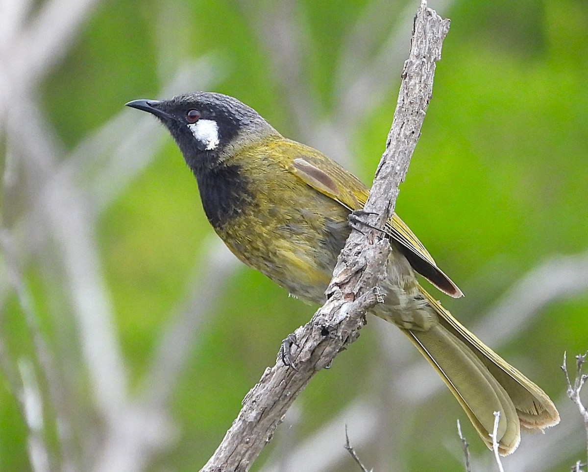 Méliphage leucotique - ML647338579