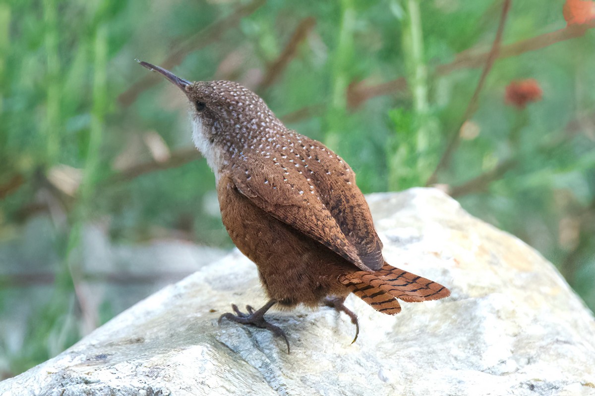 Troglodyte des canyons - ML647338587