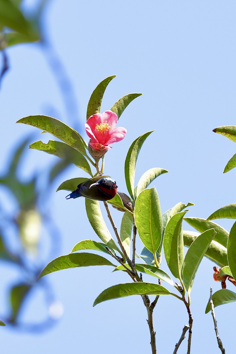 Fork-tailed Sunbird - ML647338588