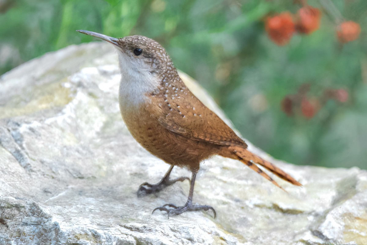 Troglodyte des canyons - ML647338591