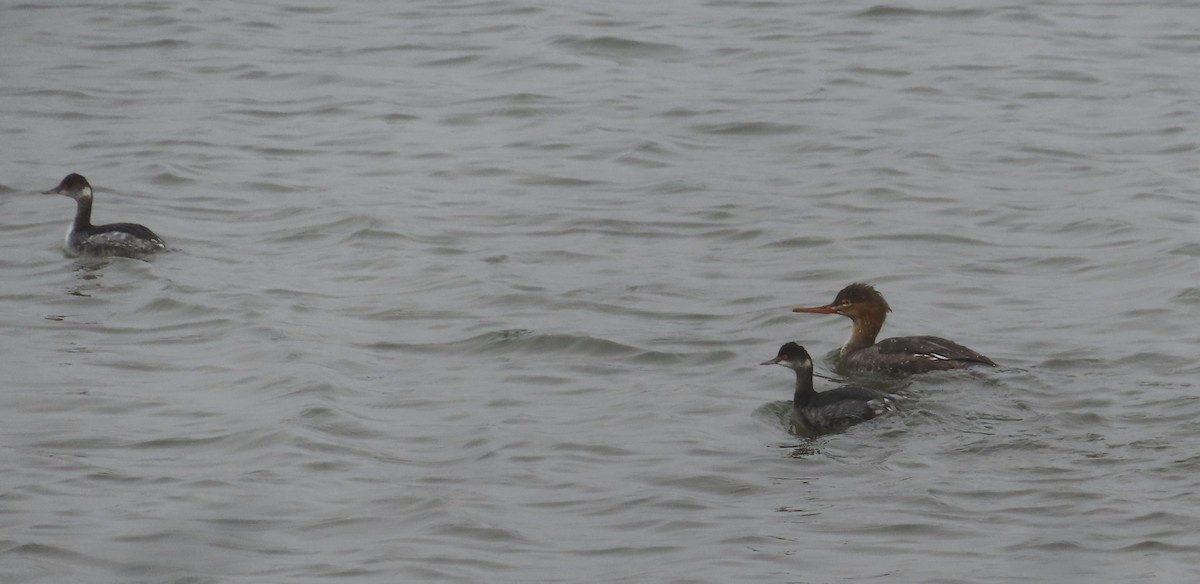 Tarakdiş - ML647338594