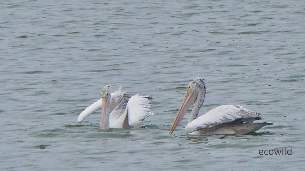 Pelikano tantoduna - ML647338599