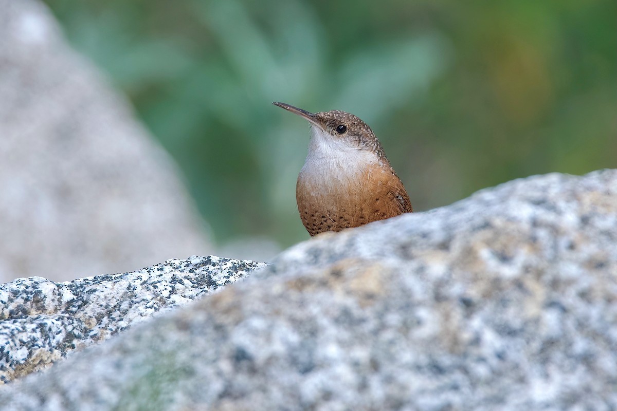 Troglodyte des canyons - ML647338602