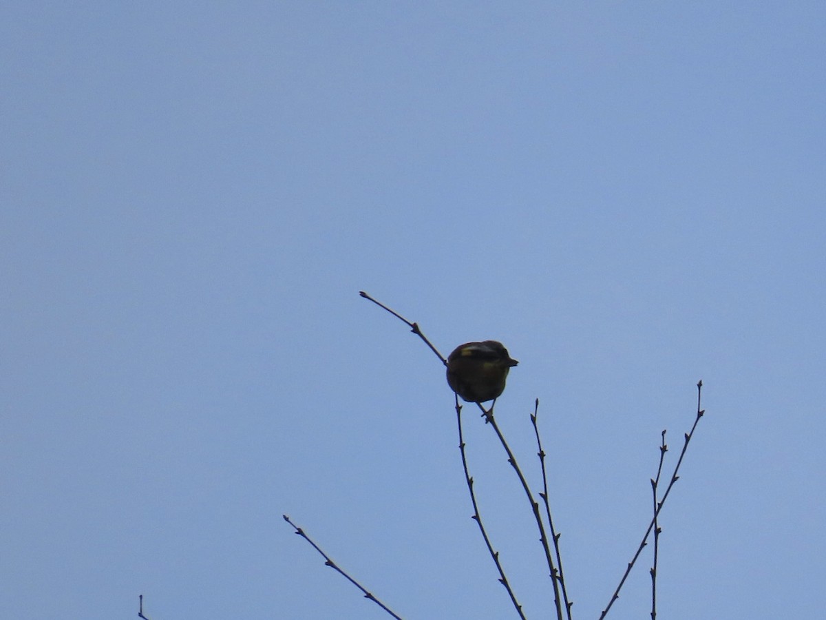 orientfink - ML647338613