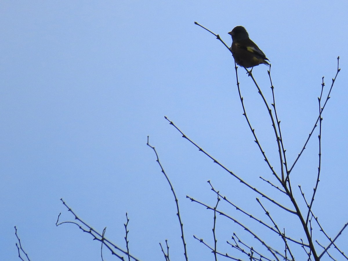 orientfink - ML647338614