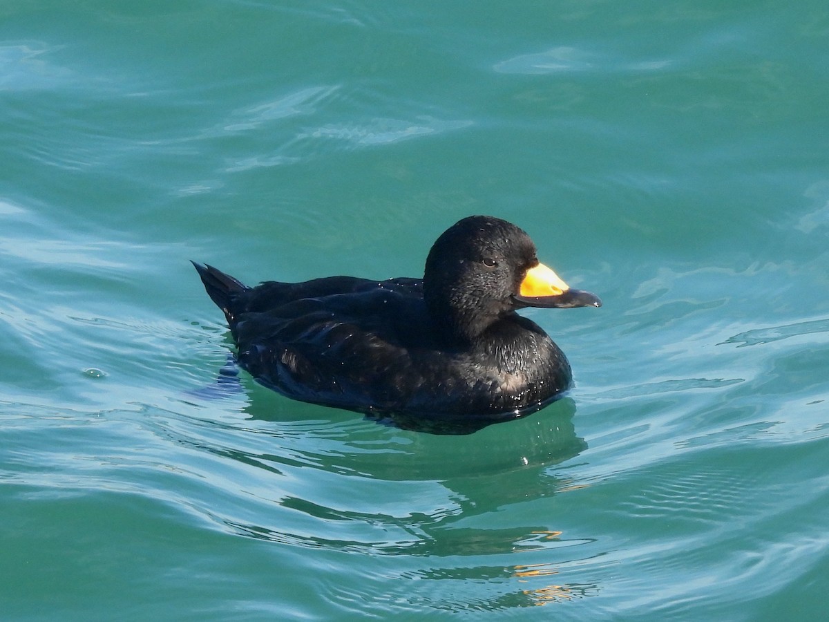 Amerika Kara Ördeği - ML647338618