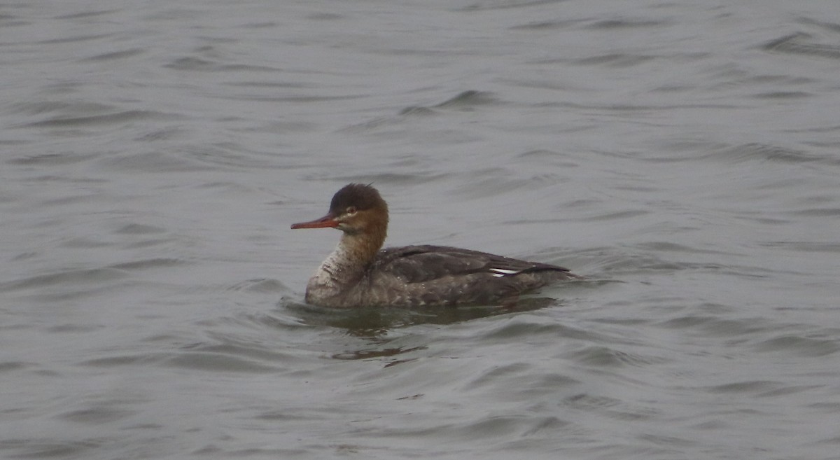 Tarakdiş - ML647338621