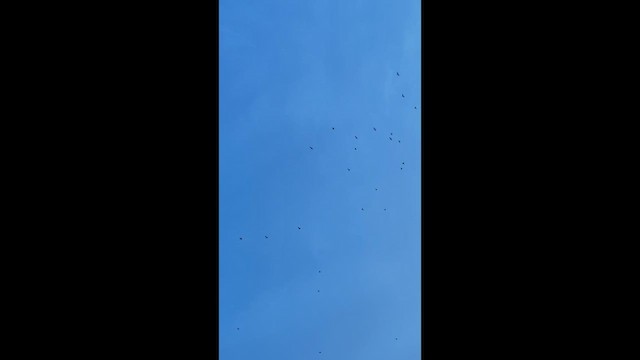 Малый баклан - ML647338628