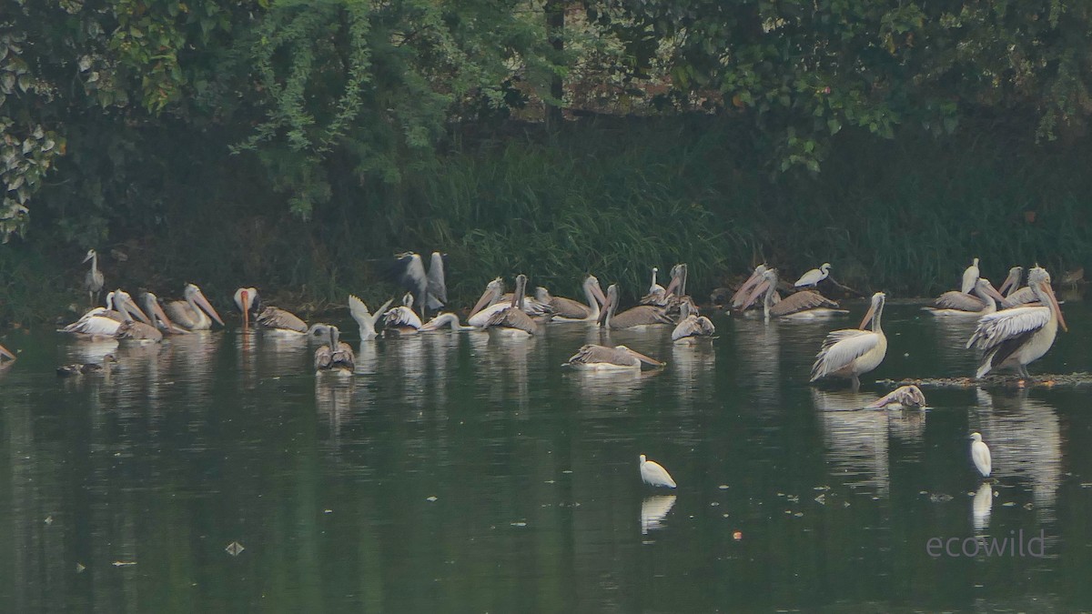 Pelikano tantoduna - ML647338629