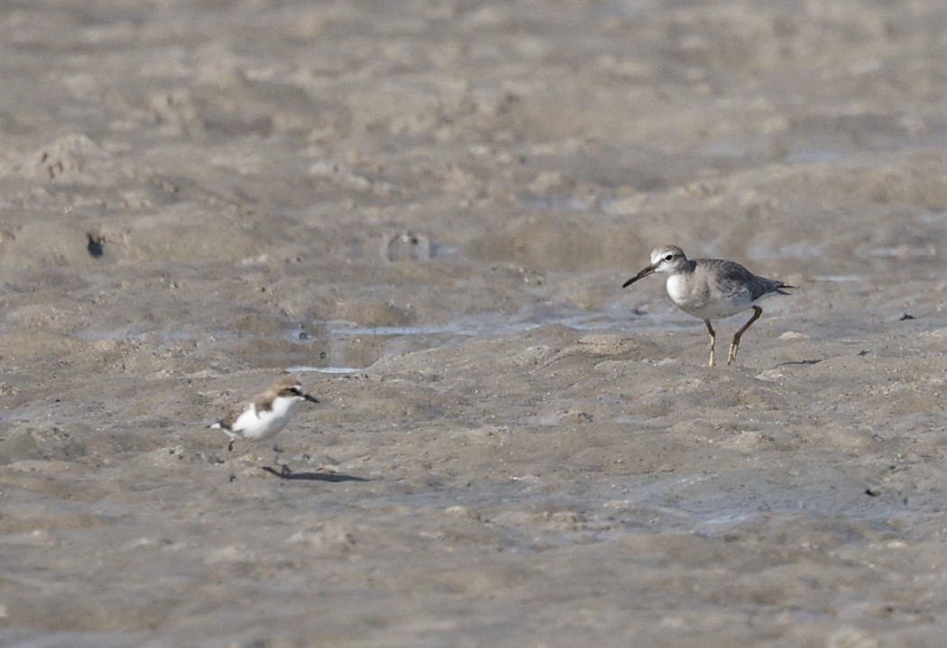 Playero Siberiano - ML647338631