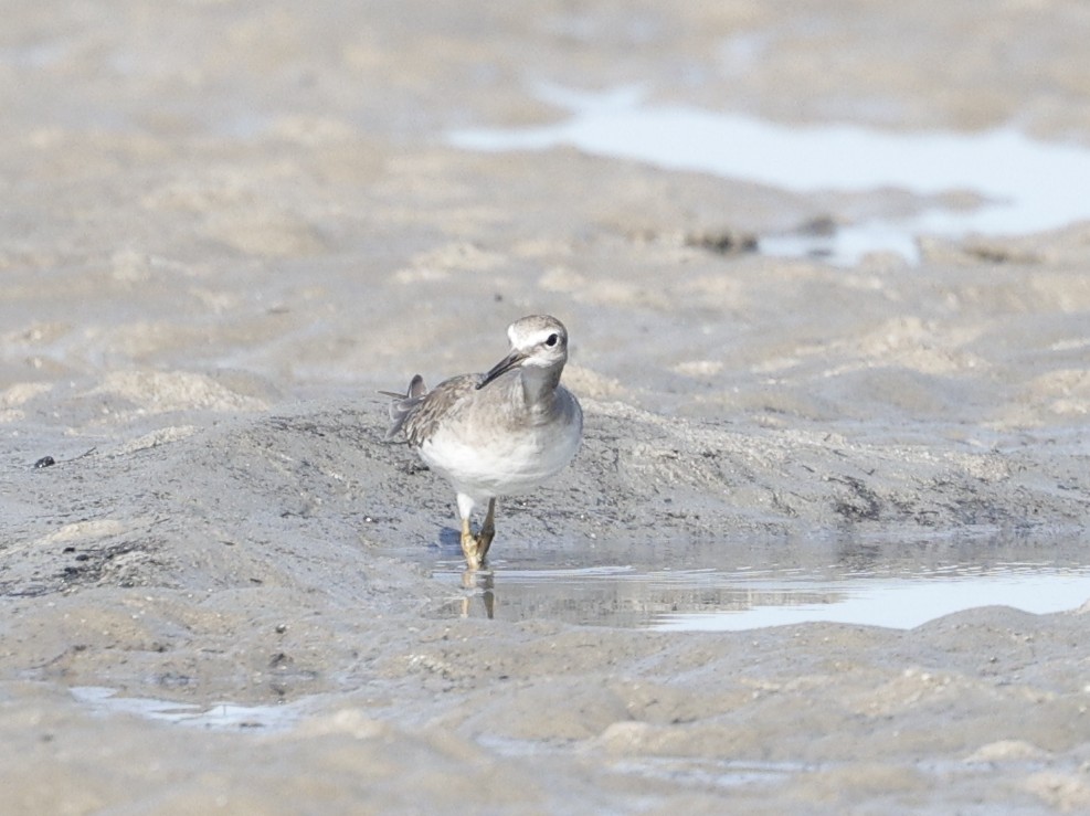 Playero Siberiano - ML647338633
