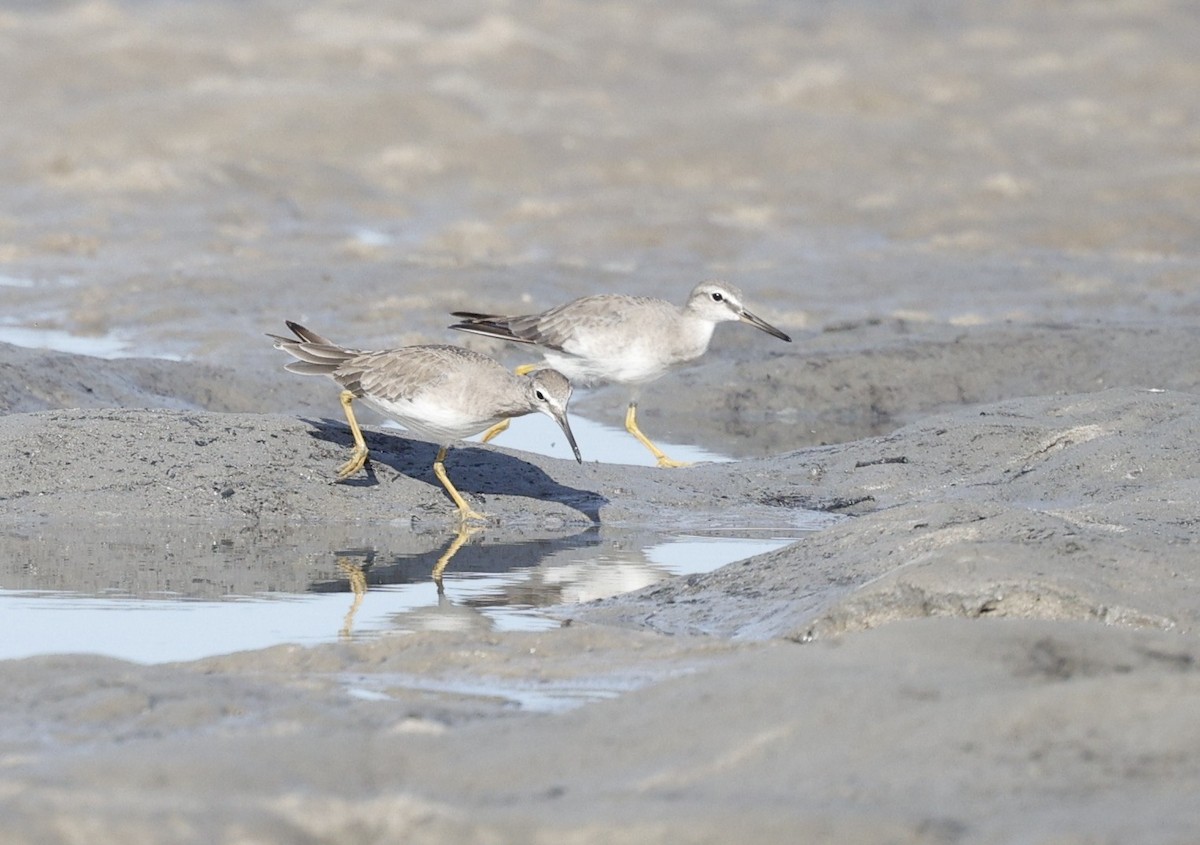Playero Siberiano - ML647338634