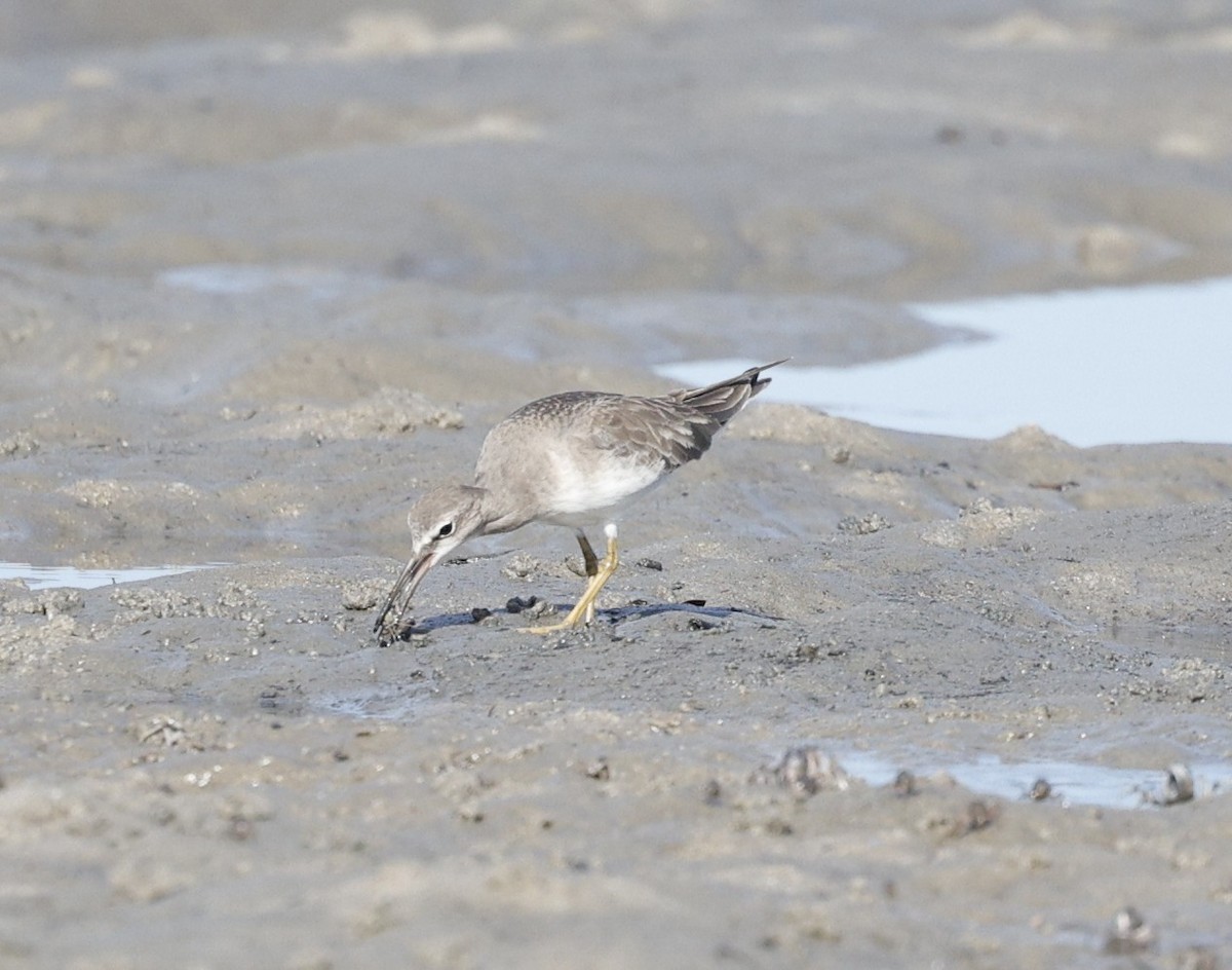 Playero Siberiano - ML647338635