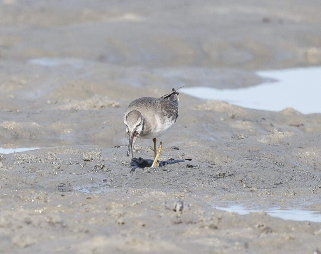 Playero Siberiano - ML647338636