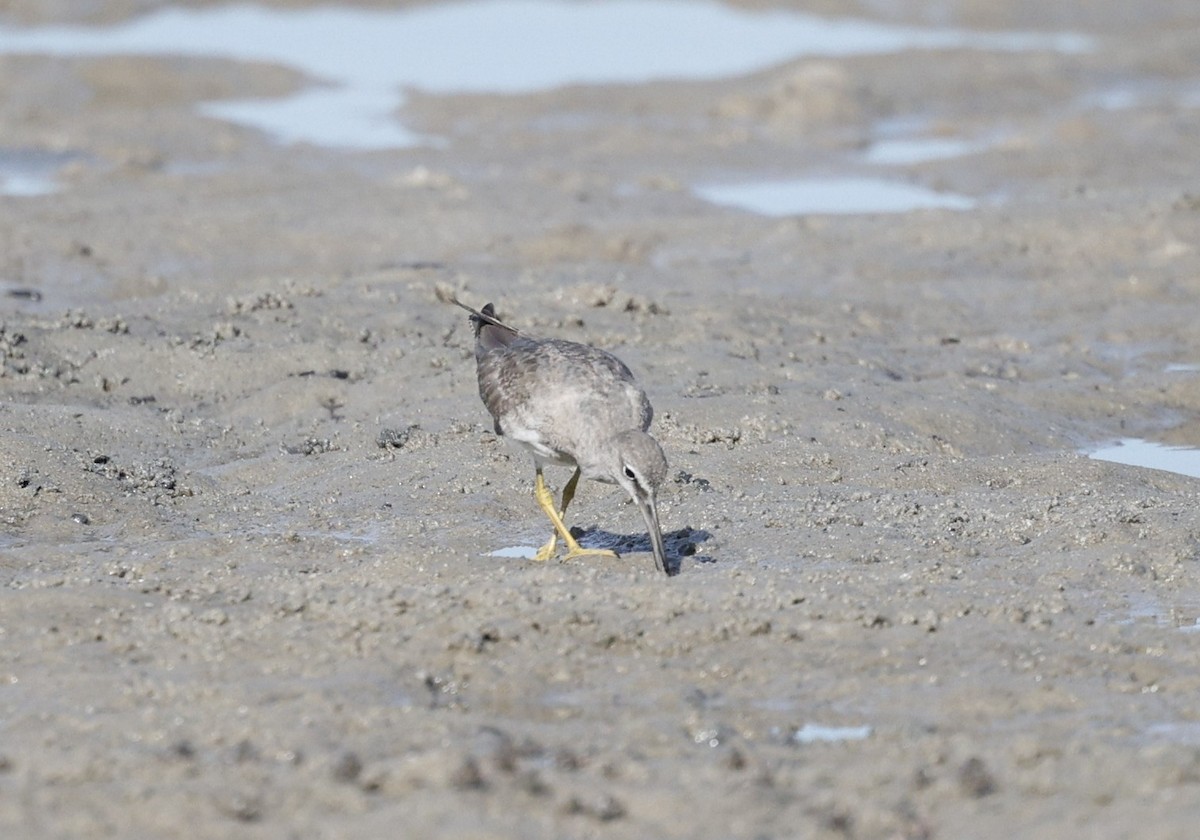 Playero Siberiano - ML647338637