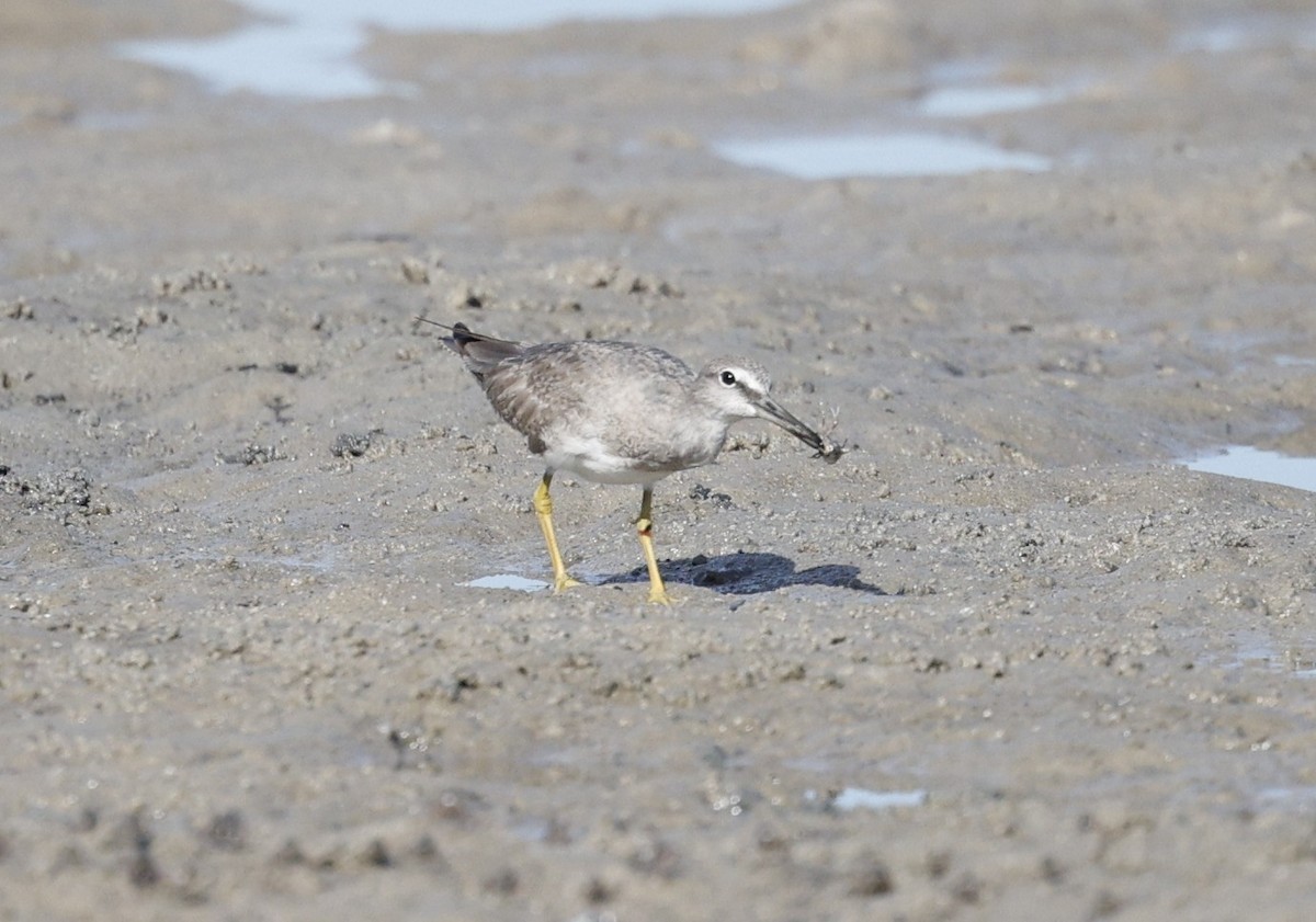 Playero Siberiano - ML647338638