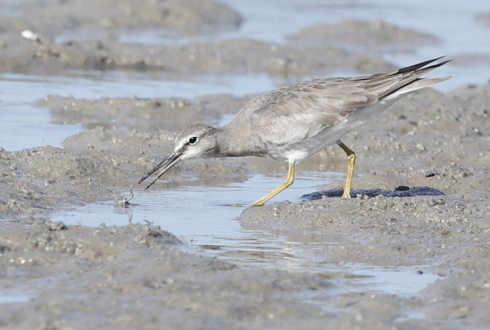 Playero Siberiano - ML647338639