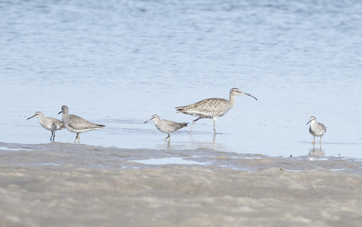 Playero Siberiano - ML647338640