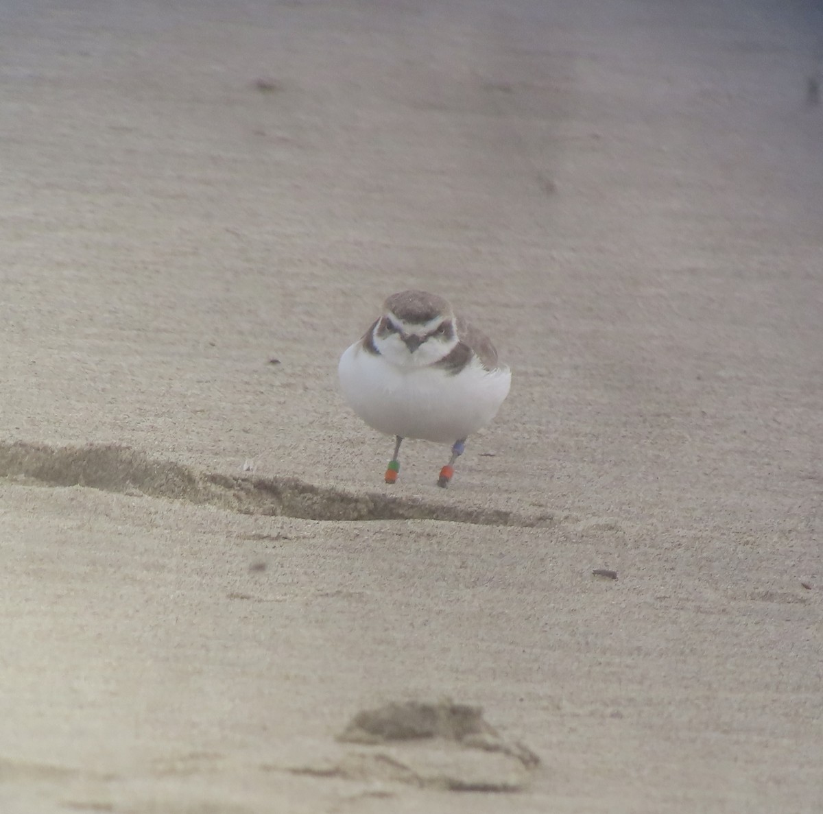 Snowy Plover - ML647338663