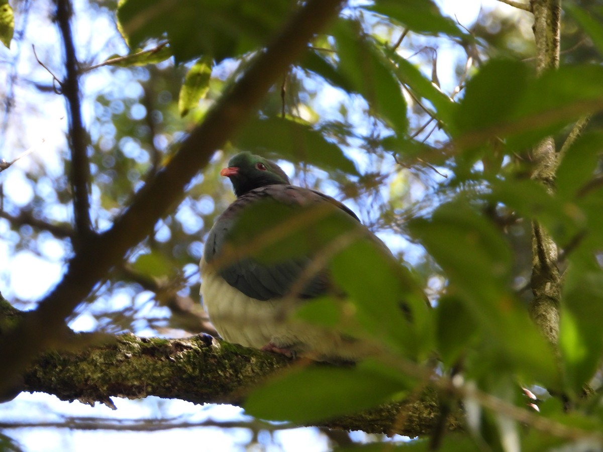 ニュージーランドバト - ML647338666