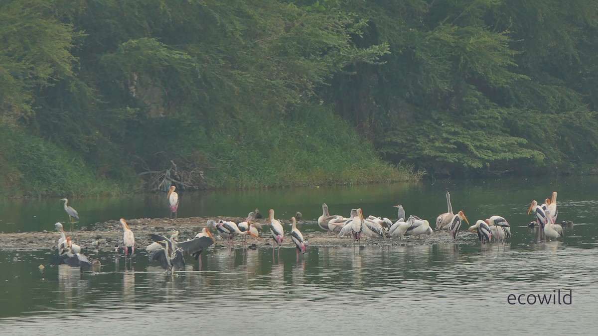 Pelikano tantoduna - ML647338668