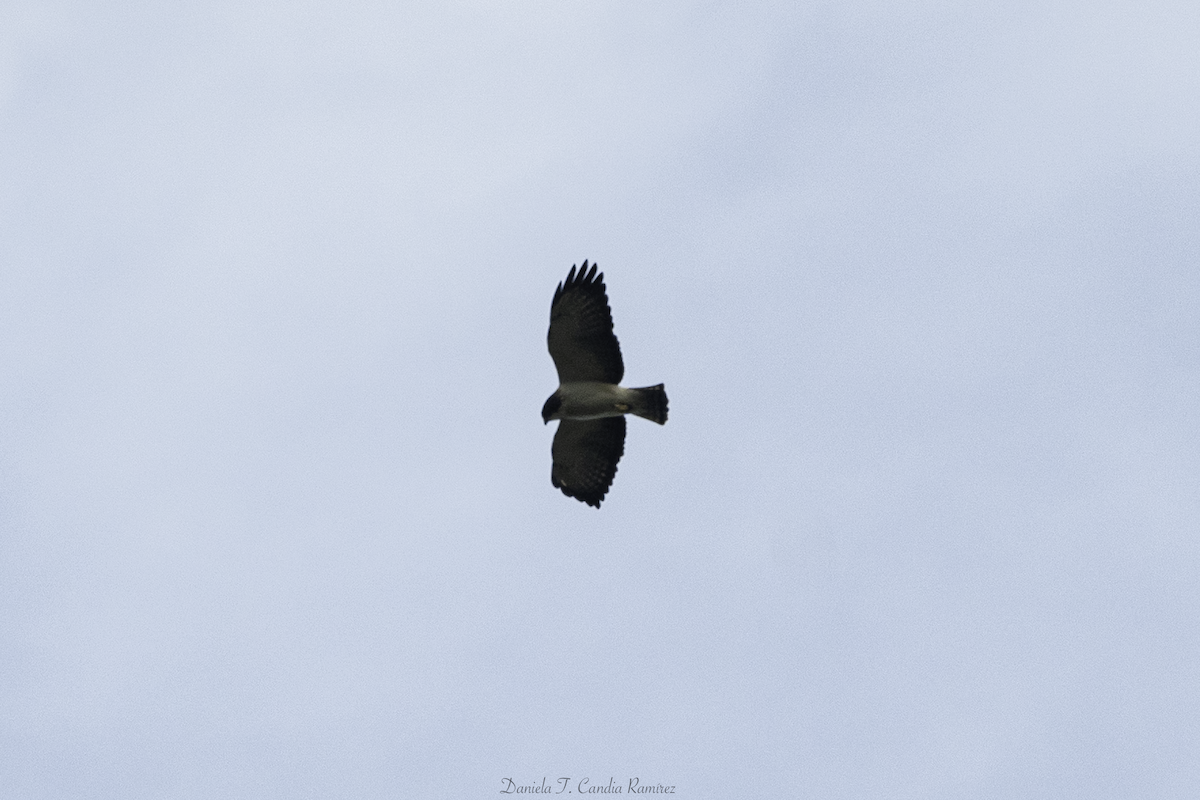 Short-tailed Hawk - ML647338680