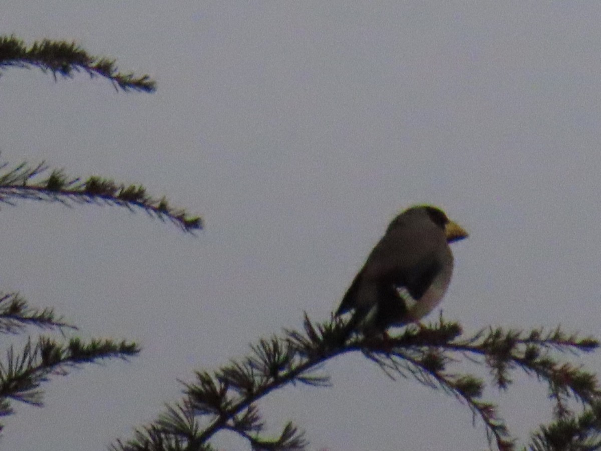 gråkjernebiter - ML647338691