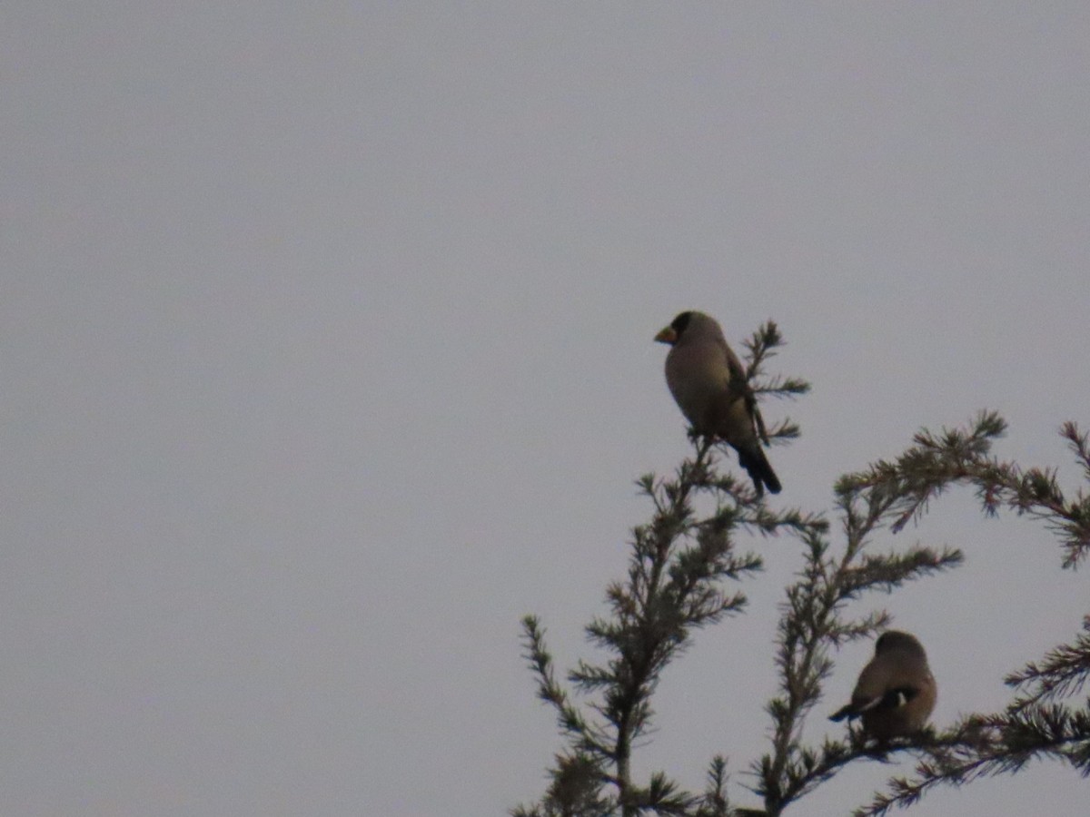 gråkjernebiter - ML647338692