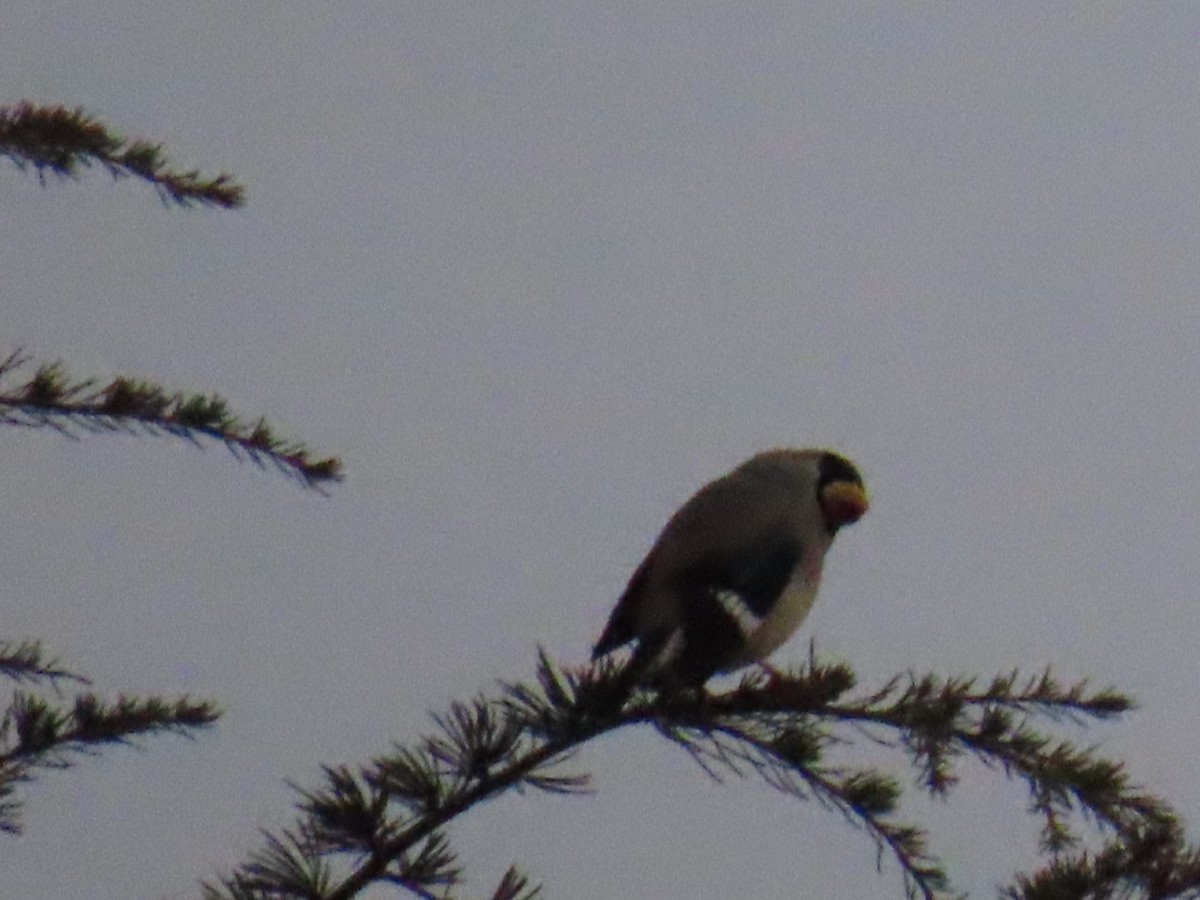 gråkjernebiter - ML647338693