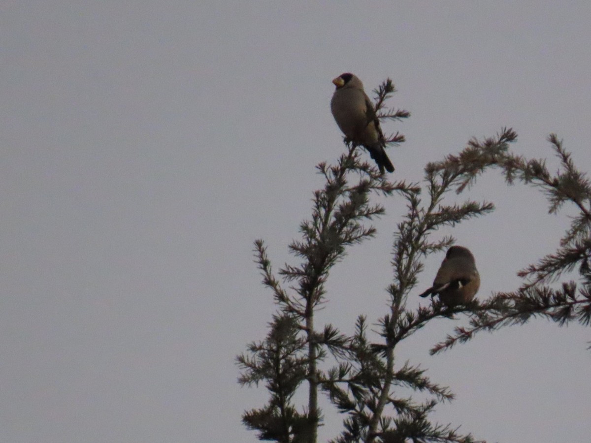 gråkjernebiter - ML647338694