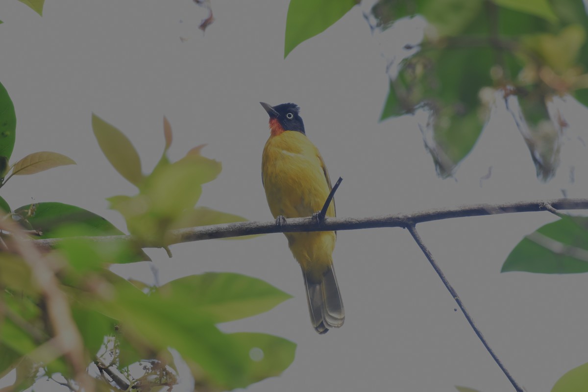 Orangekehlbülbül - ML647338700