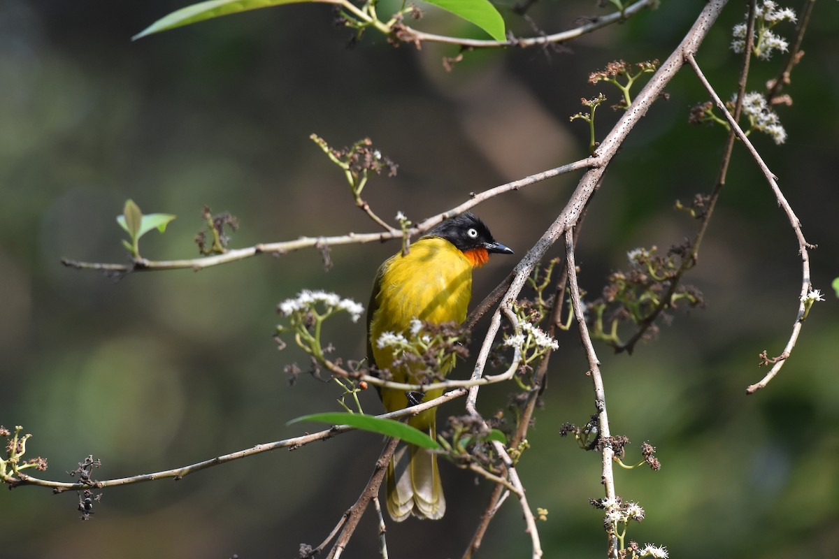 Orangekehlbülbül - ML647338701