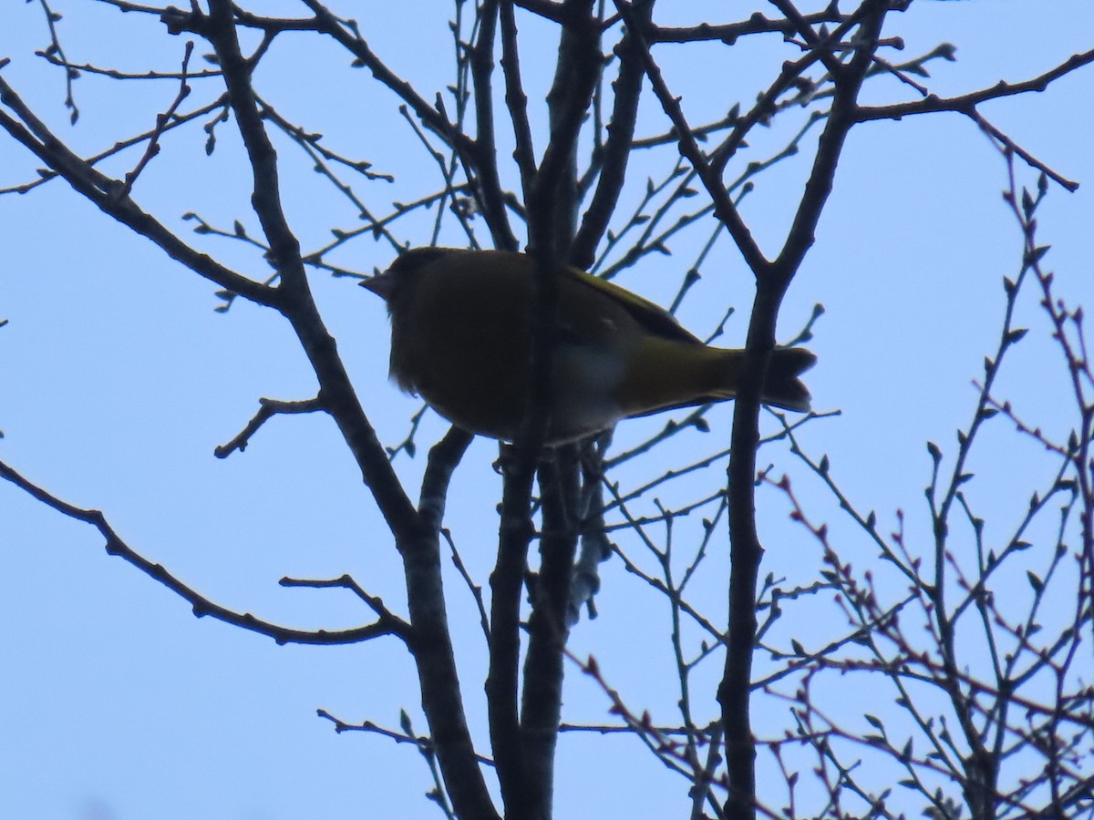 orientfink - ML647338710