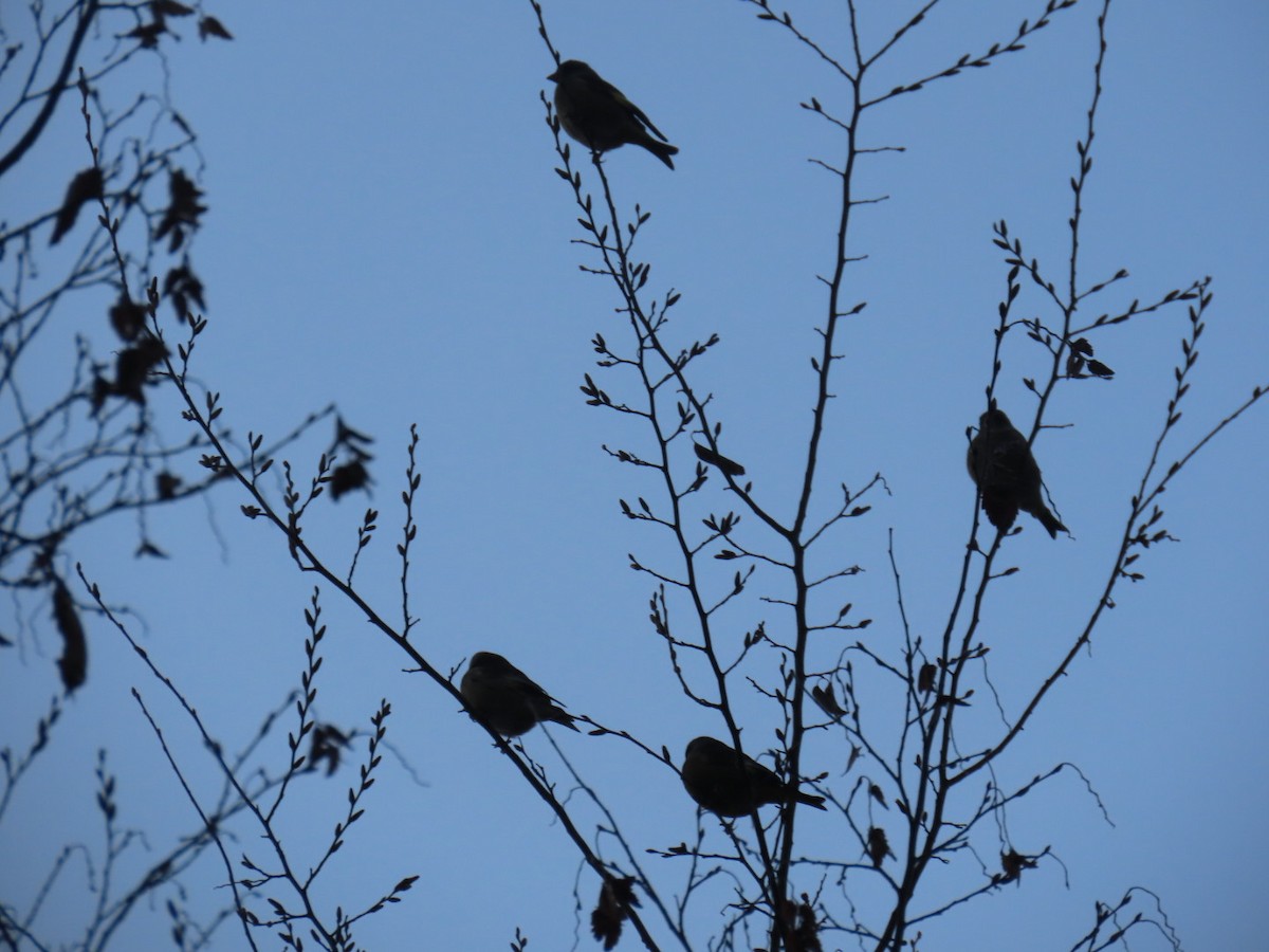 orientfink - ML647338711