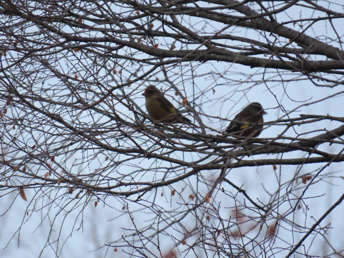 orientfink - ML647338712