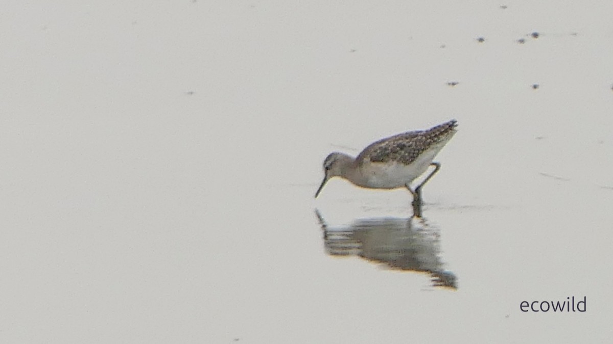 vodouš bahenní - ML647338721