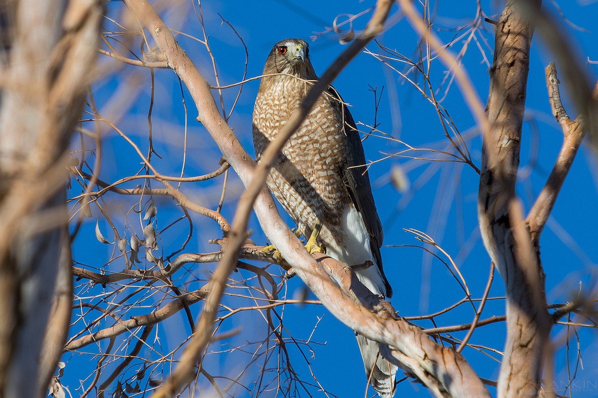 jestřáb americký - ML647338722