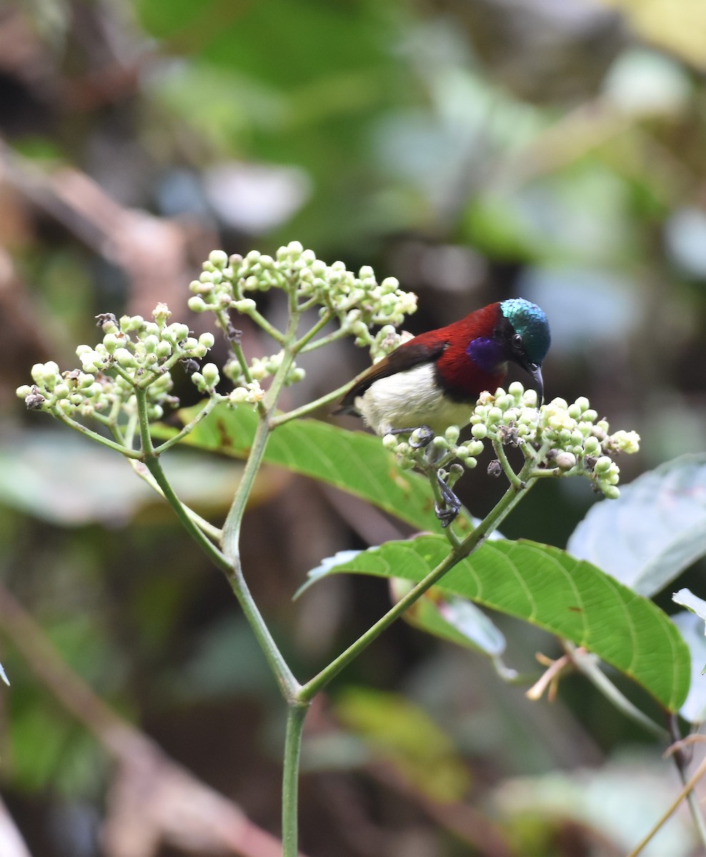 Crimson-backed Sunbird - ML647338725