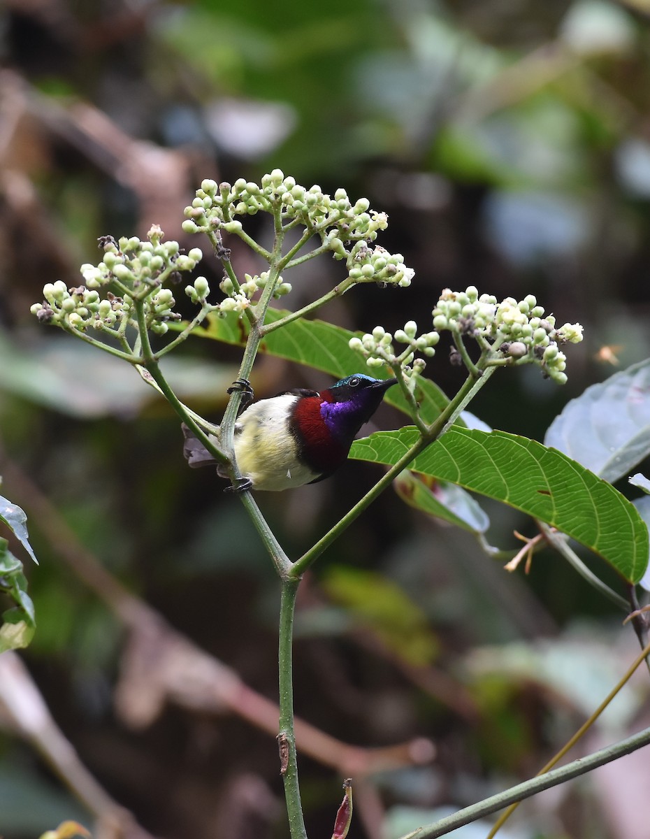 Crimson-backed Sunbird - ML647338726