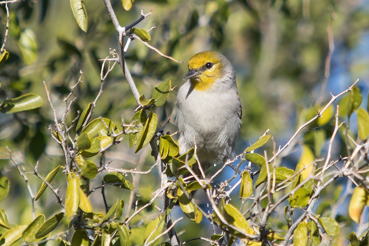 moudivláček žlutohlavý - ML647338728