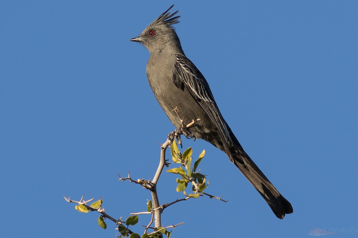 palmovník tmavý - ML647338729