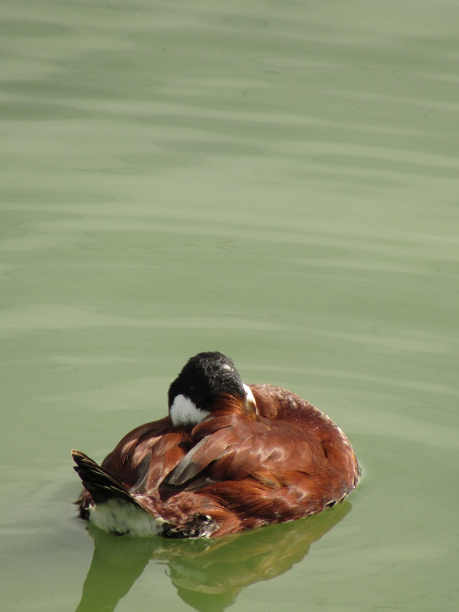 Ruddy Duck - ML647338730