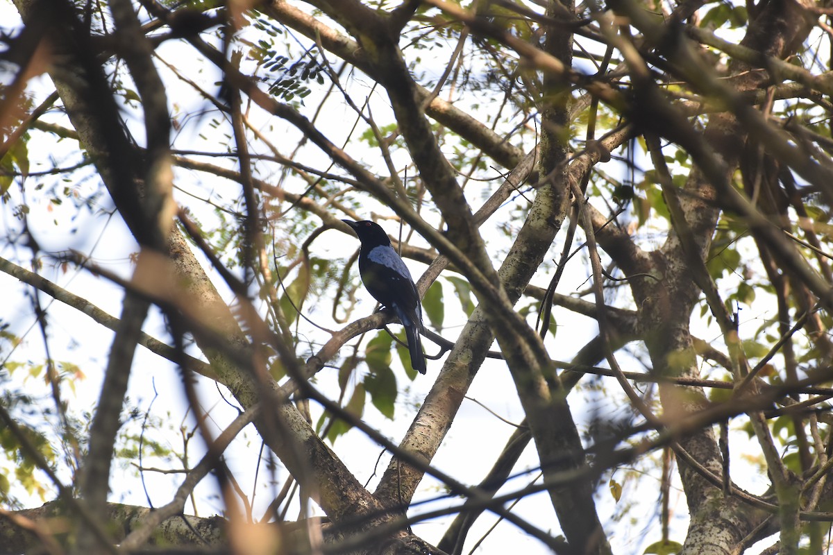 Türkisfeenvogel - ML647338731