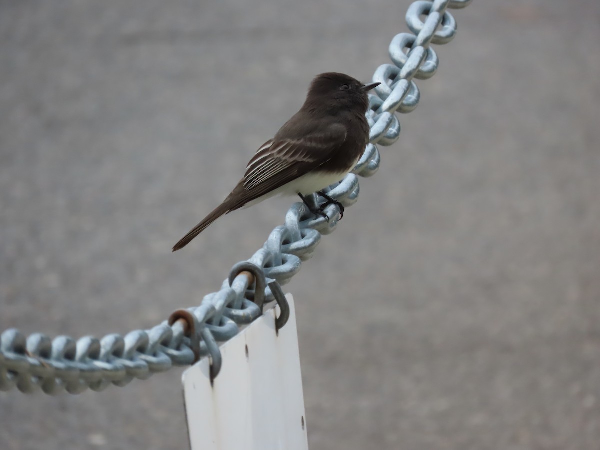 Black Phoebe - ML647338740