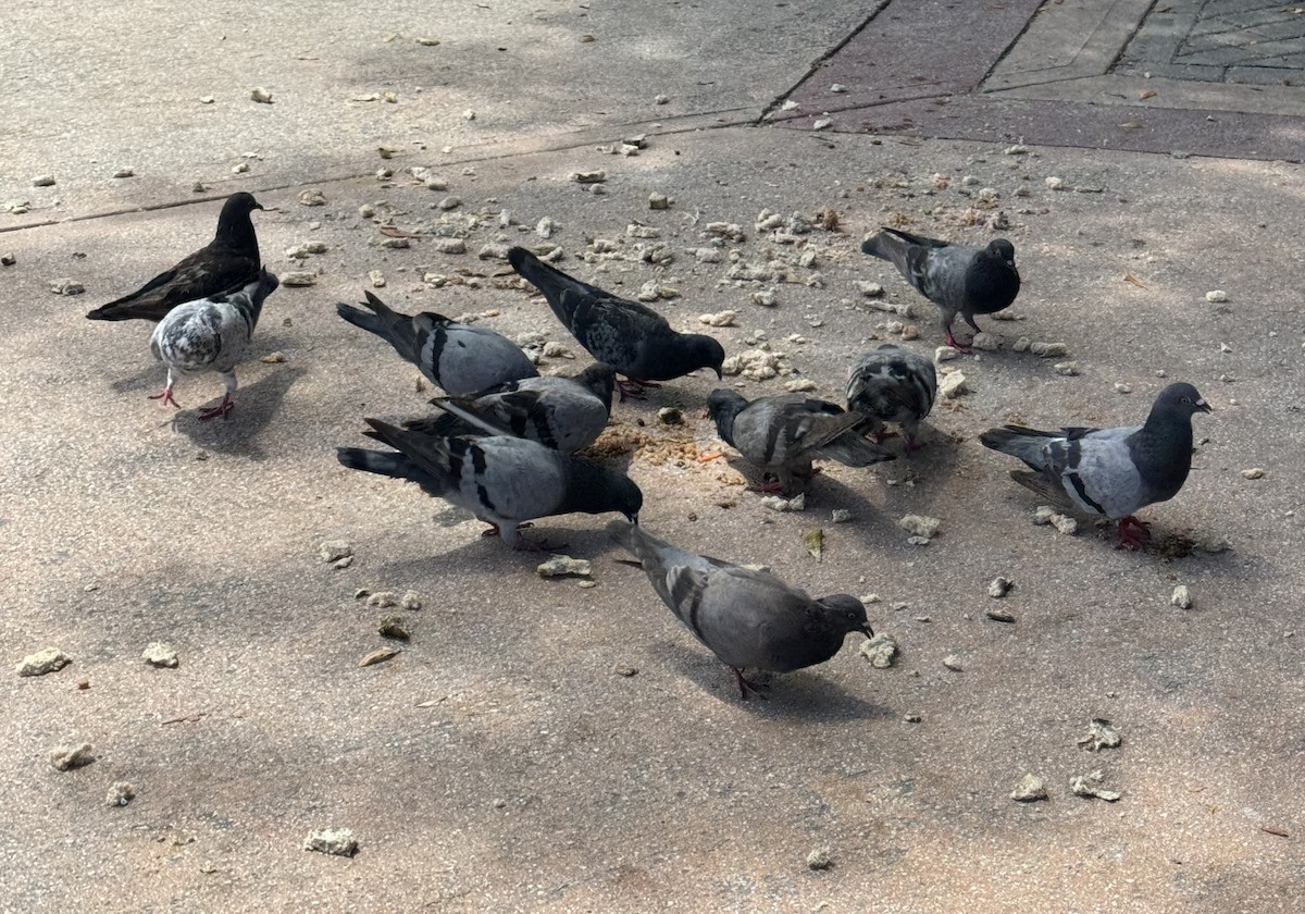 Rock Pigeon (Feral Pigeon) - ML647338741