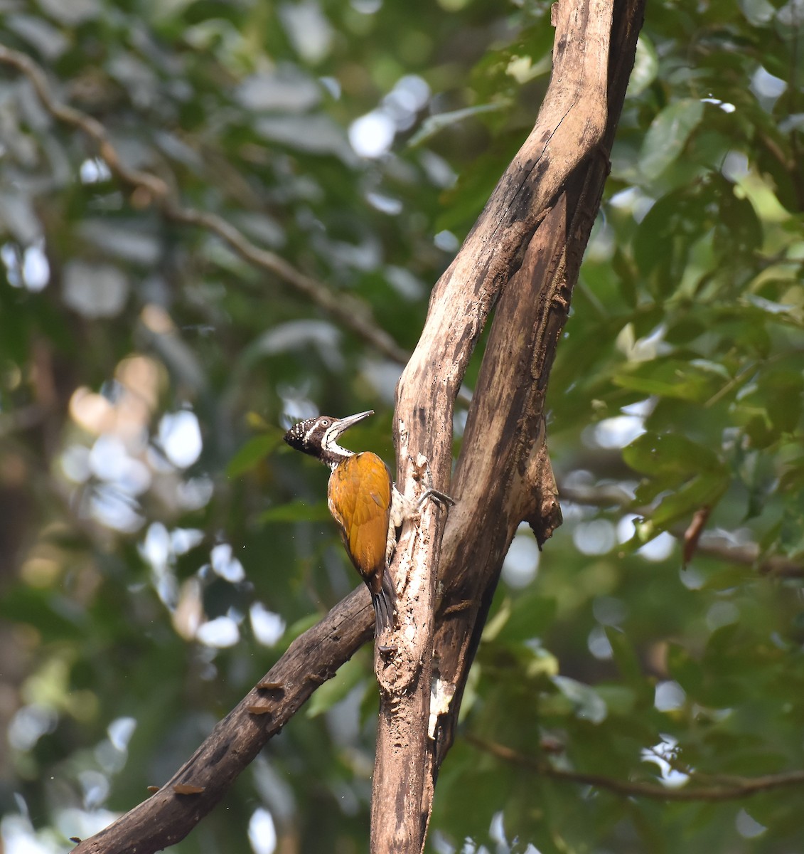 Malabarsultanspecht - ML647338743