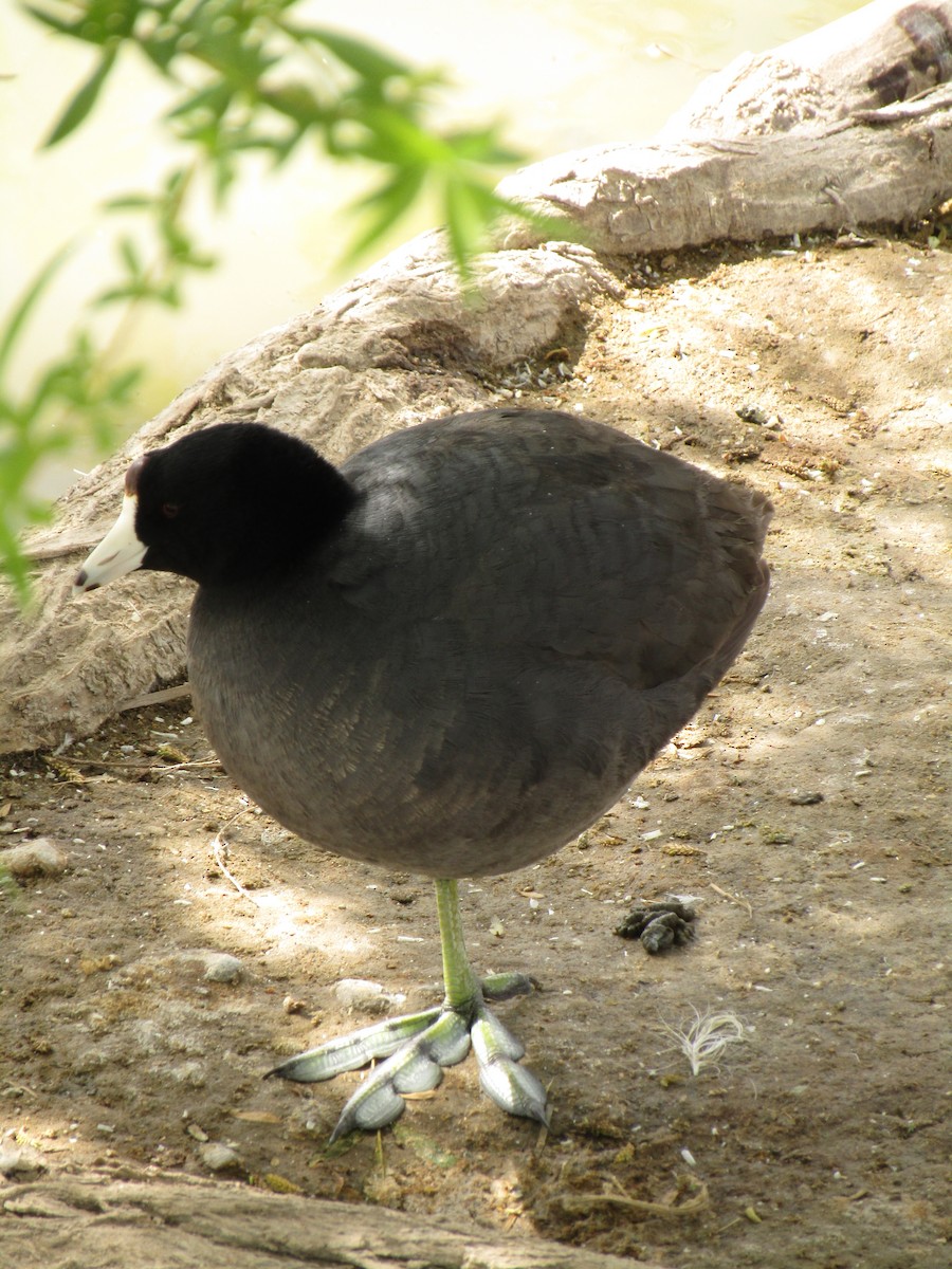 amerikasothøne - ML647338748