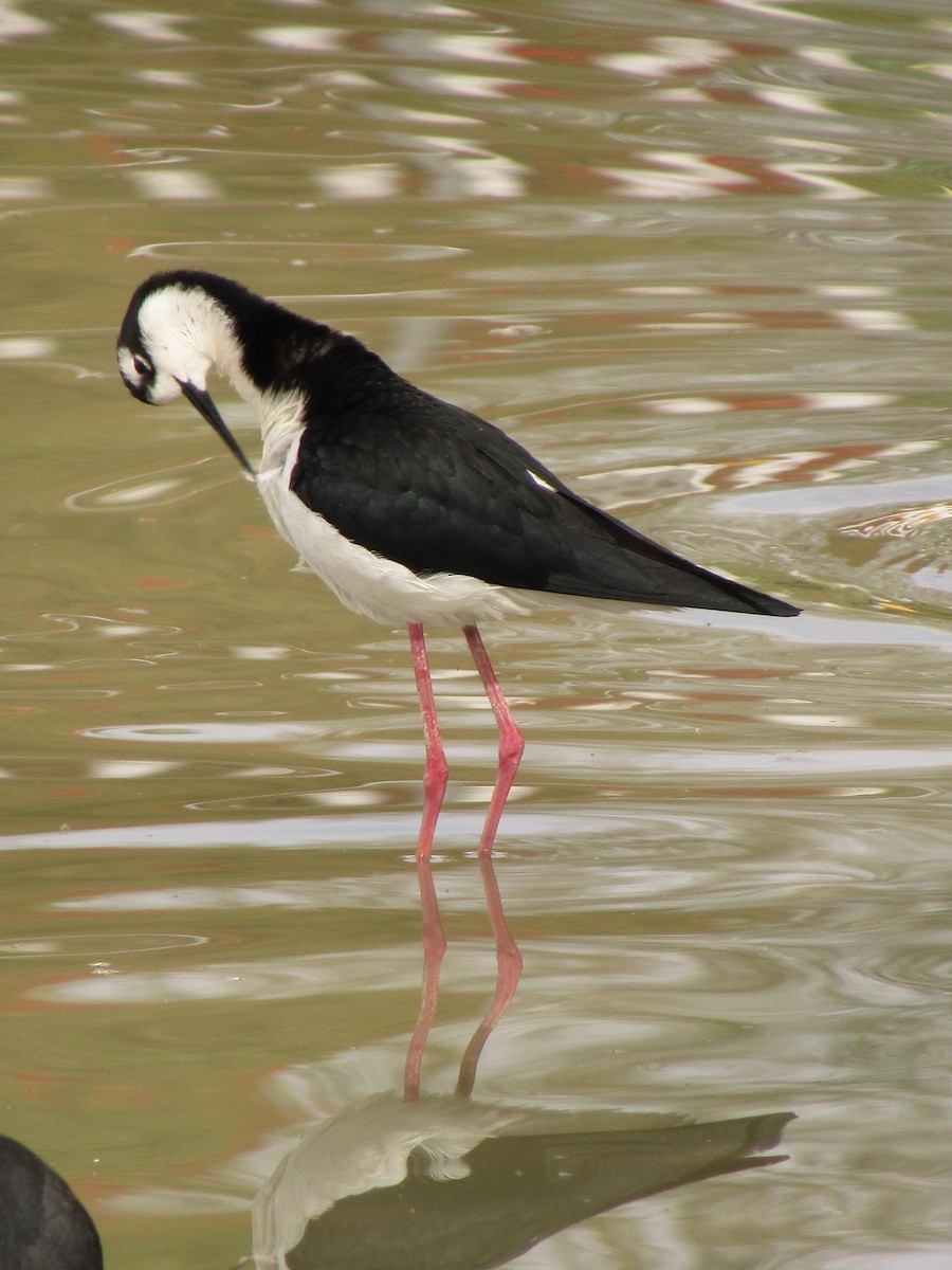 svartkronestylteløper - ML647338749