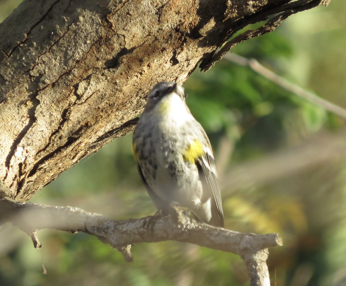 myrteparula (coronata x auduboni) - ML647338751