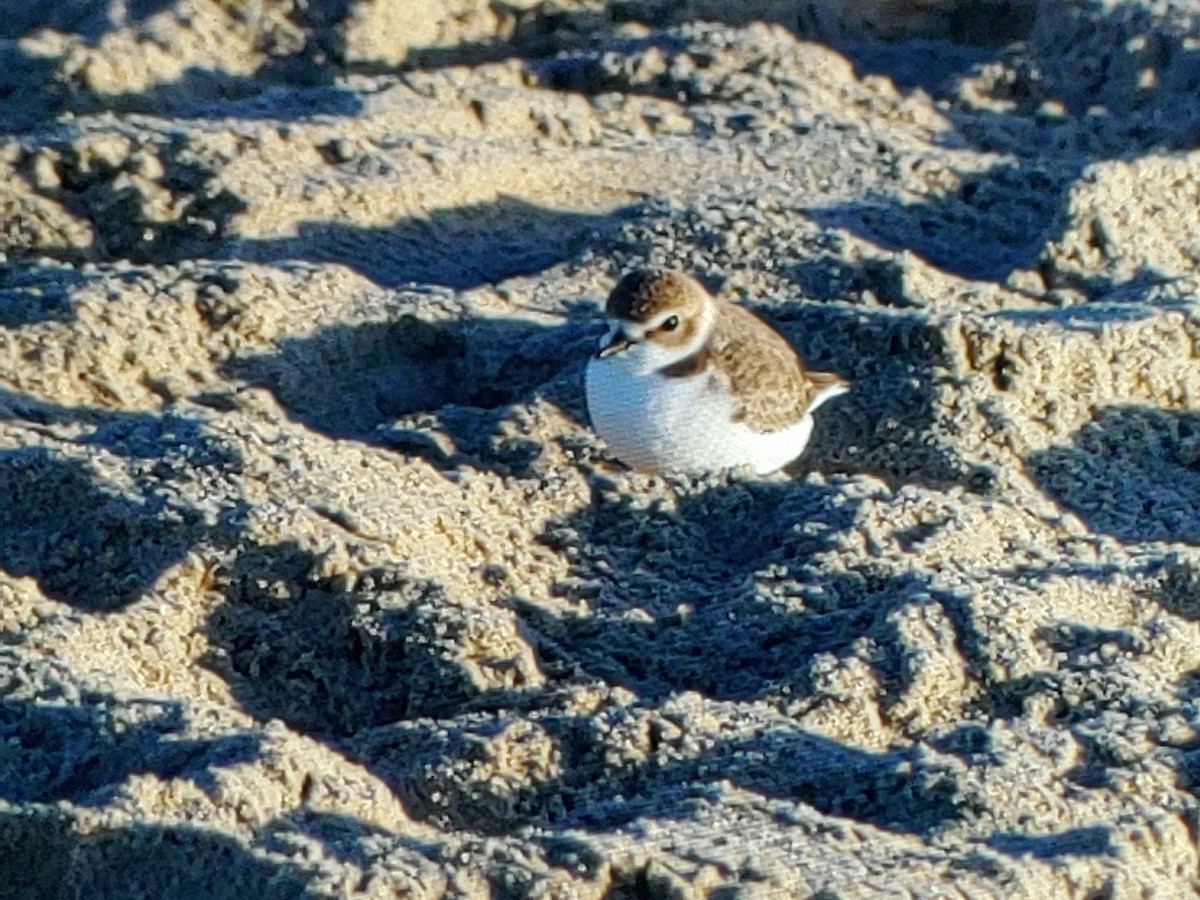 Snowy Plover - ML647338755